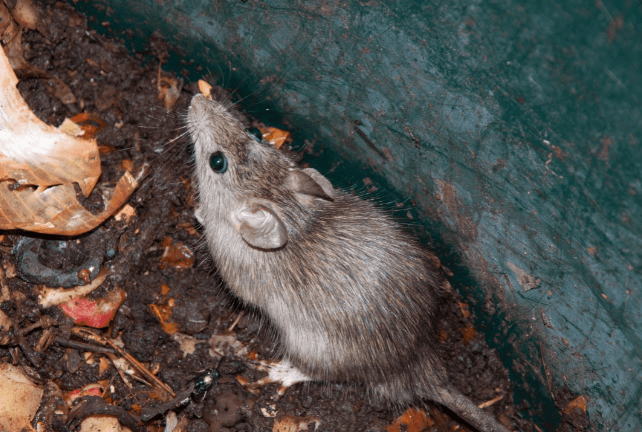Town Mouse, Country Mouse