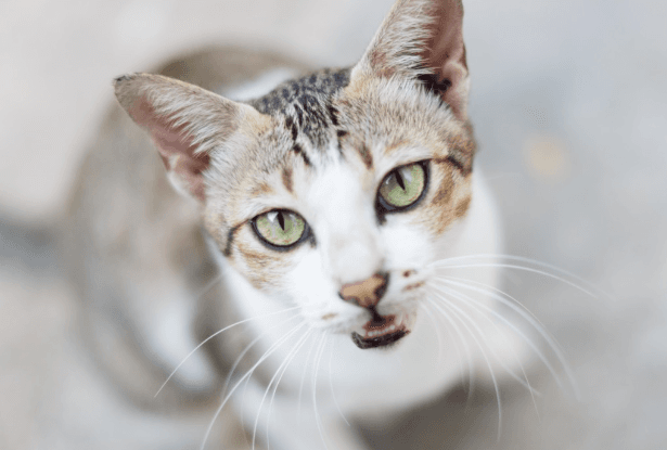 Whittington and his cat – James Baldwin